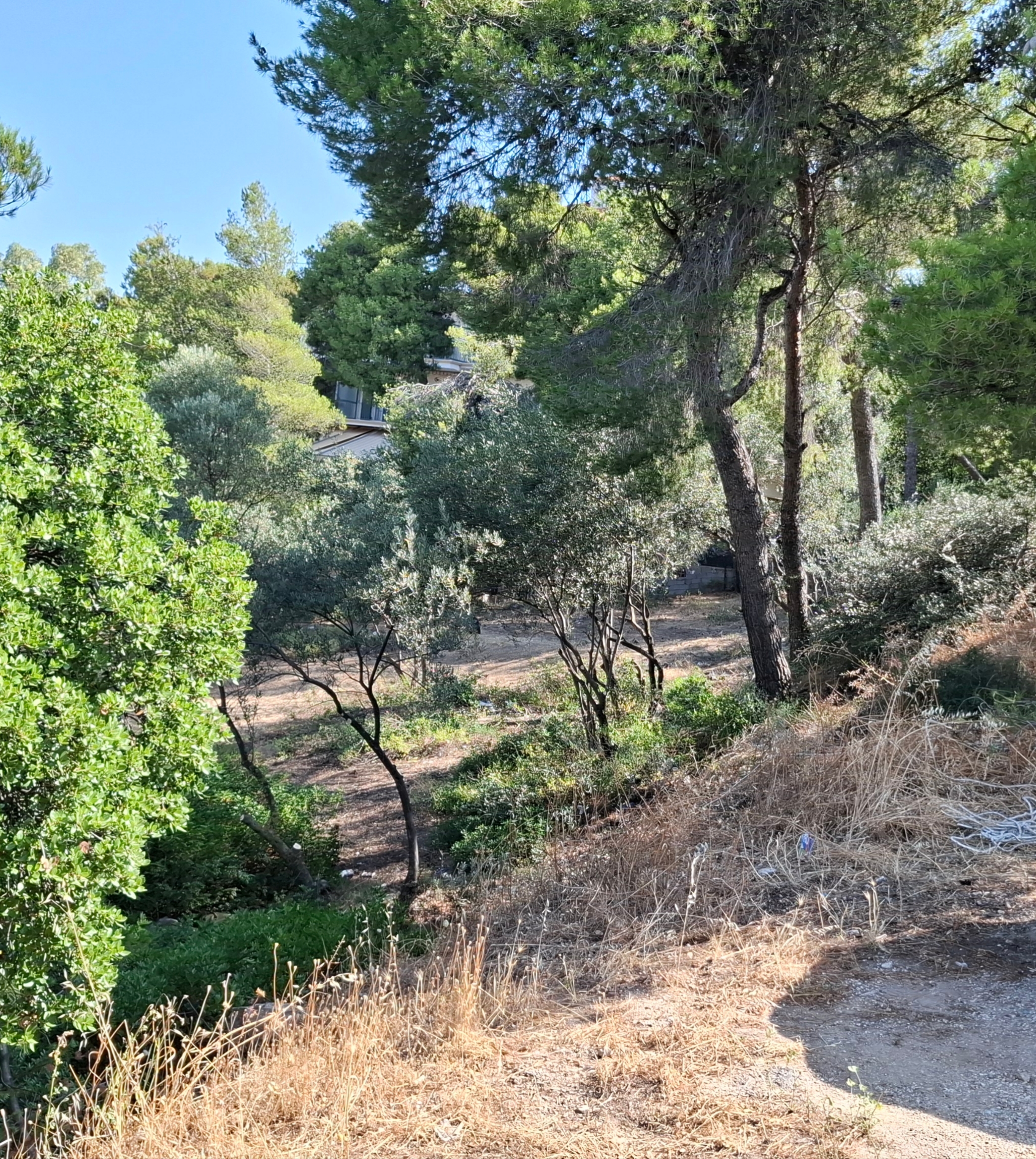 Read more about the article ﻿ΜΙΑ ΔΙΑΔΡΟΜΗ